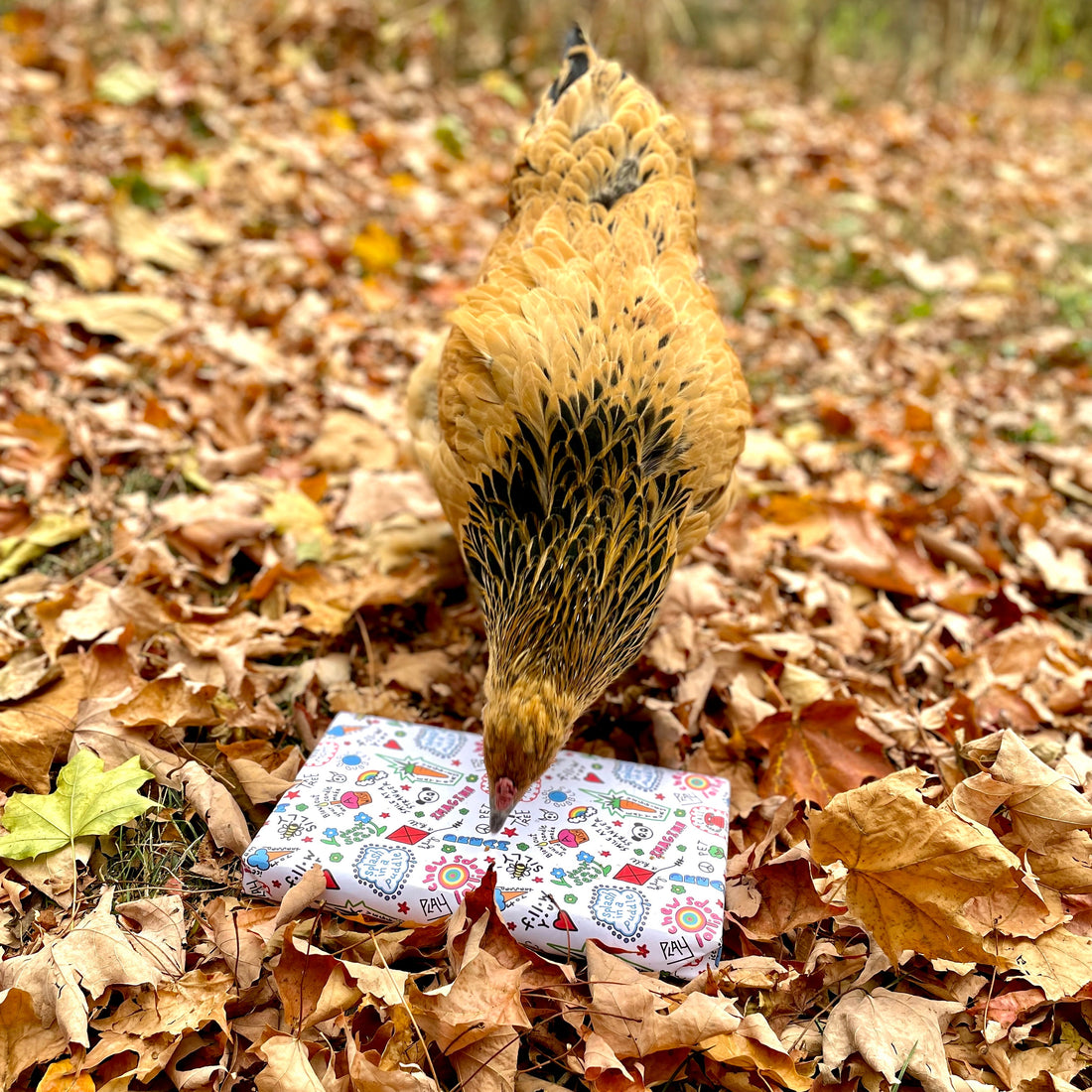 Meet Victoria the Buff Brahma